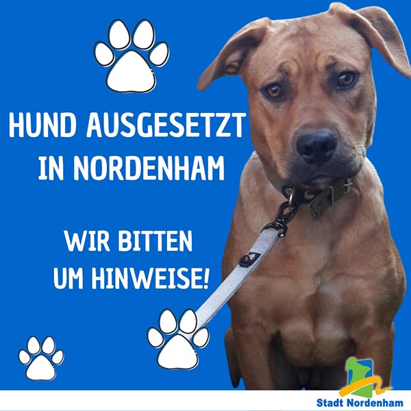 Hund ausgesetzt Insta 600px